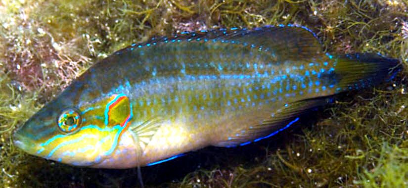 Symphodus ocellatus_009